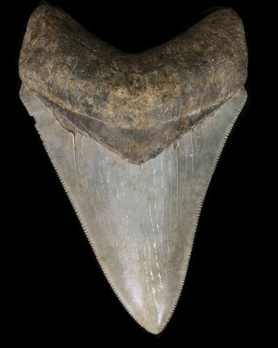 Serrated, Megalodon Tooth - Georgia #39900